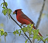 Northern Cardinal