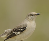 Northern Mockingbird