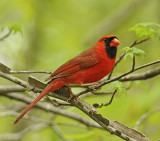 Northern Cardinal