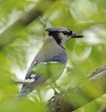 Blue Jay