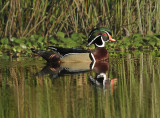 Wood Duck