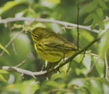 Prairie Warbler