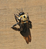 Eastern Carpenter Bee