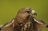 Broad-winged Hawk (Captive)