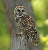 Barred Owl