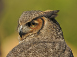 Great Horned Owl