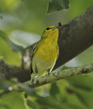 Yellow-throated Vireo