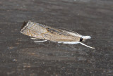 Bluegrass Webworm Moth (5451)