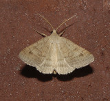 Vetch Looper Moth (8733)