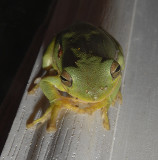 Tree Frog