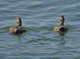 Harlequin Ducks