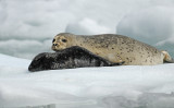 Harbor Seal and Pup