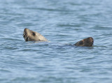 Steller Seal Lions