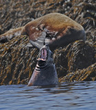 Steller Sea Lion Rookery