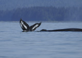 Humpback Whales