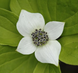 Dwarf Dogwood