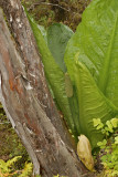 Western Skunk Cabbage