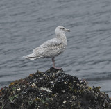 Herring Gull