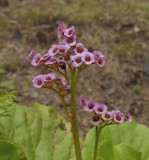 Purple Mountain Saxifrage