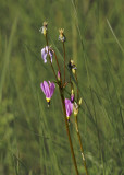 Prairie Shooting Star