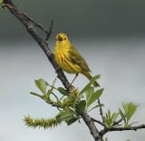 Yellow Warbler