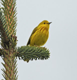 Yellow Warbler