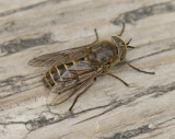 Horse Fly