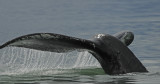 Humpback Whale