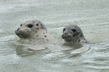 Harbor Seals