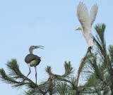 Young Juvenile White Ibis and Adult Cattle Egret