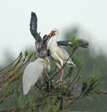 White ibis feeding Fledgling