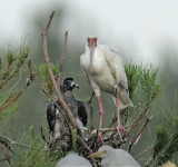 White Ibis on nest with Chick