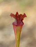 Red Pitcher Plant