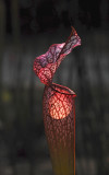 White-topped Pitcher Plant
