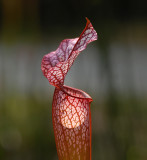 White-topped Pitcher Plant