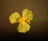 Yellow-eyed Grass