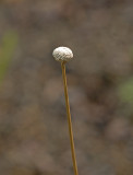 Pipewort