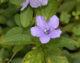 Wild Petunia