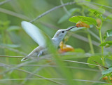 White Leucistic Ruby-throated Hummingbird
