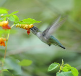 Normally Pigmented Ruby-throated Hummingbird