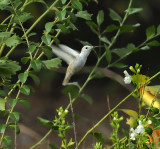 Leucistic Ruby-throated Hummingbird