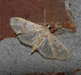 Inkblot Palpita Moth (5223)