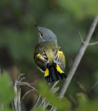 American Redstart