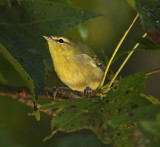 Yellow-throated Vireo