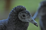 Black Vulture