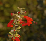 Scarlet Sage