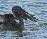 Juvenile with Fish