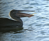 Juvenile with Fish