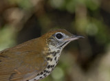 Wood Thrush