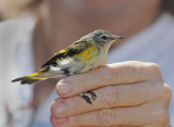 American Redstart